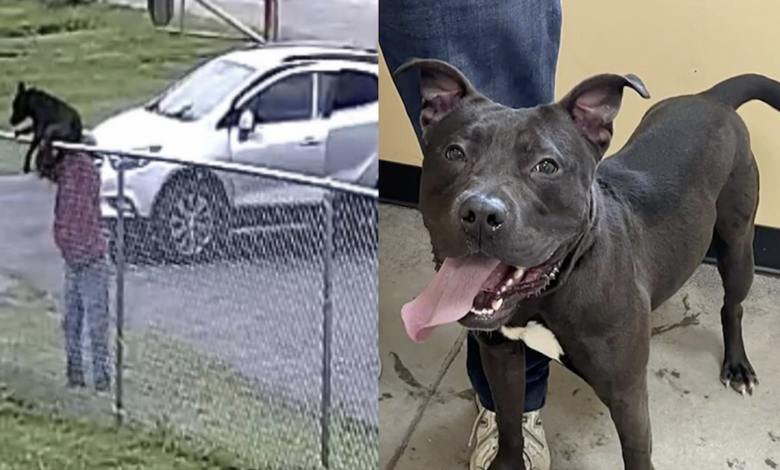 Man tosses dog over fence of shelter, thinking it's his only option