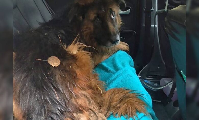 Dog survives after family tries to bury it alive