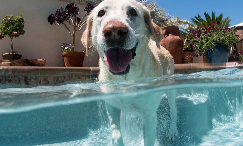 Portrait of dog in outdoor swimming pool, Laguna Beach, California, USA