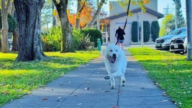 The dog that can't walk like a student wants you to know you're doing great