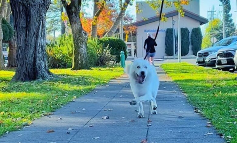 The dog that can't walk like a student wants you to know you're doing great