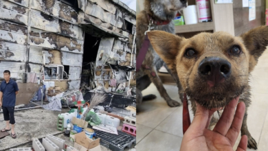 120 dogs rescued from Korea's meat trade injured or killed in catastrophic fire