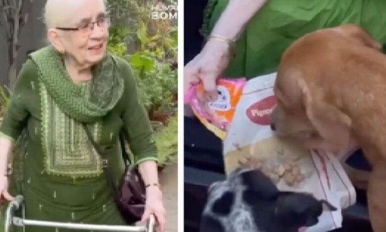 90-year-old grandmother wakes up very early to cook for 120 stray dogs