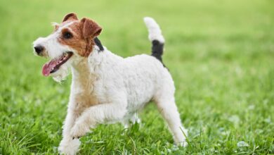 The Eager, Dynamic Wire Fox Terrier - Dogster