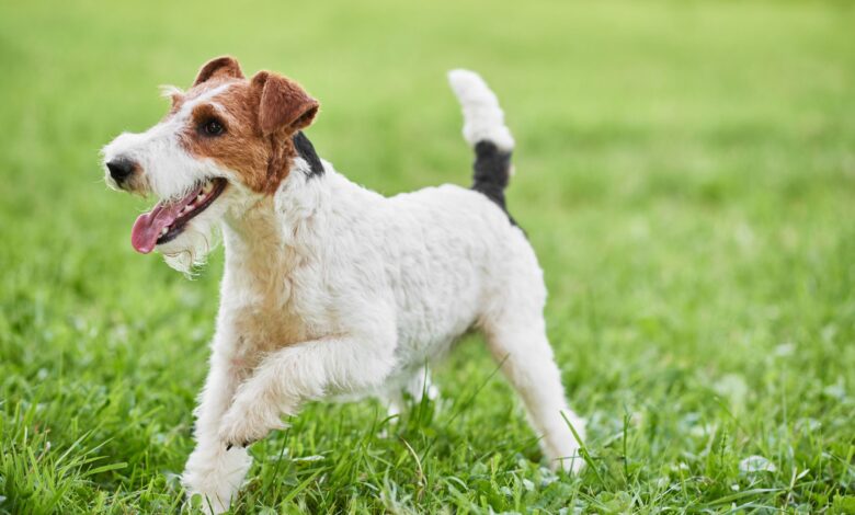The Eager, Dynamic Wire Fox Terrier - Dogster