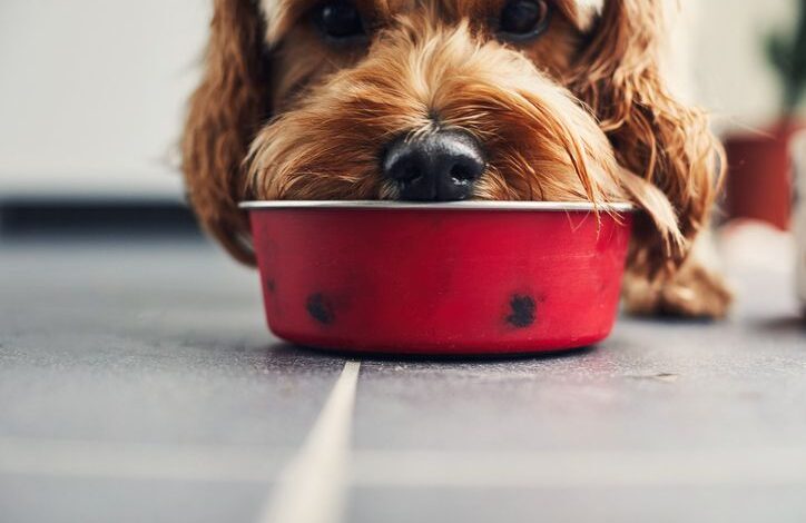 How to Switch Dog Food - Old to New - Dogster