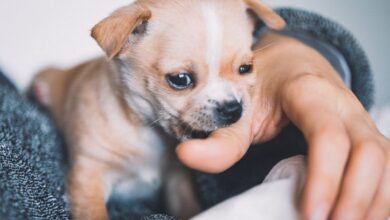 How to stop a puppy from biting - Dogster