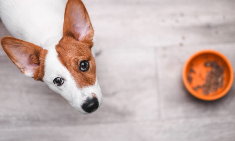 What can I give my dog ​​when he has diarrhea?  - Dogster