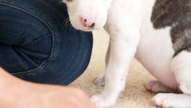 How to get dogs to pee out of your carpet - Dogster