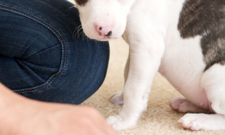 How to get dogs to pee out of your carpet - Dogster