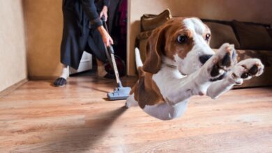 Why dogs are afraid of vacuum cleaners and what to do about it - Dogster