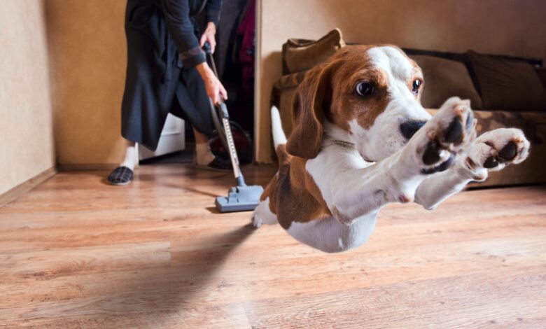 Why dogs are afraid of vacuum cleaners and what to do about it - Dogster
