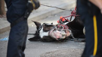 Horse rape in NYC Outrage over 'animal abuse' sparks