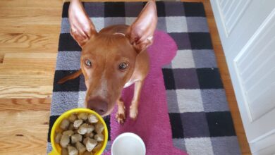 How much food to feed your dog - Based on breed and size - Dogster