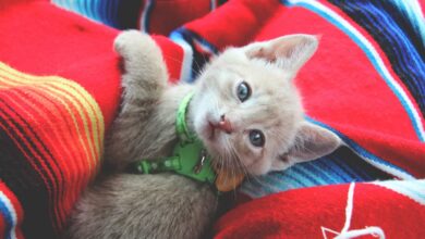 Fish the kitten on a red blanket wearing a green cat harness