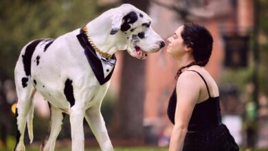 A Great Dane and his adorable pouty face are melting the hearts of millions