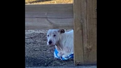Abandoned Pit Bull with frost stains clinging to towels to keep warm