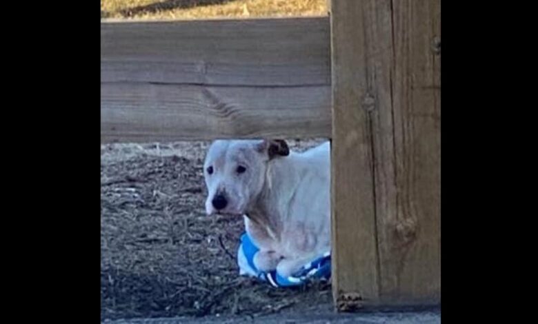 Abandoned Pit Bull with frost stains clinging to towels to keep warm