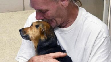 Facing Euthanasia, Local Shelter Gives Dog Dad Hope For His Injured Child