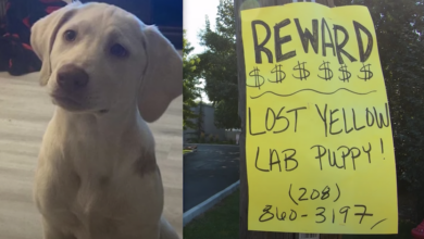 Potential Dognappers Claim That Boy's Puppy Is Dead, But Dad Keeps Looking
