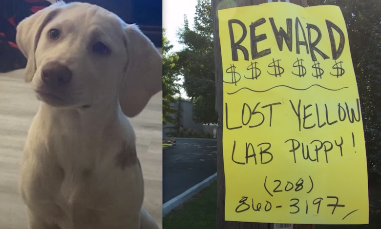 Potential Dognappers Claim That Boy's Puppy Is Dead, But Dad Keeps Looking