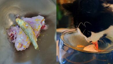 Your Kitty will crave this easy ice cream for cats [Recipe]