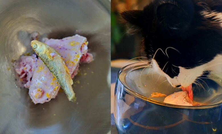 Your Kitty will crave this easy ice cream for cats [Recipe]