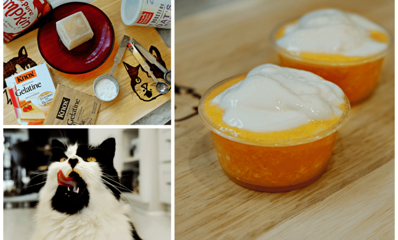 This unseasoned pumpkin coffee for cats is anything but basic [Recipe]
