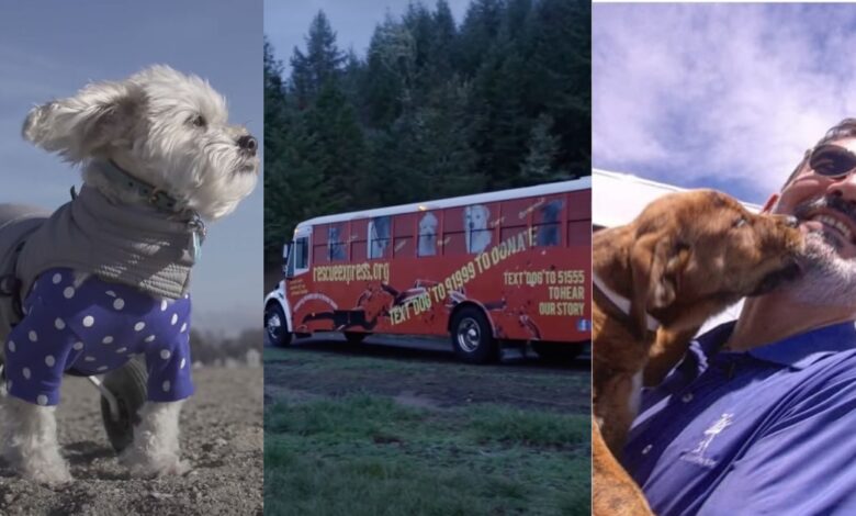 Free movies for puppies!  Highlighting the heroism of saving animals in the South