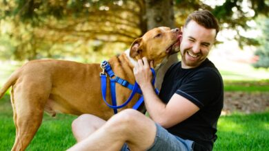 A Guide to Pit Bull Training and Why It's So Important - Dogster