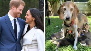Prince Harry & Duchess Meghan adopt one of 4,000 Beagles freed from abusive breeding facility