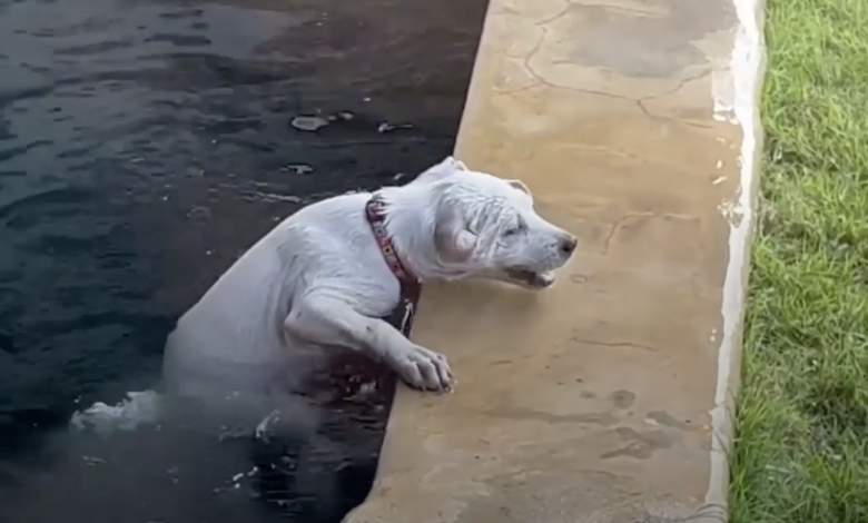 Do Humans Put This Drowned Puppy At Risk Because of Sake Video Viral?