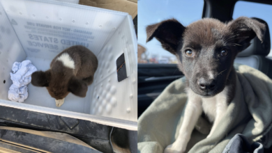 Stray Puppy Became "Priority" After The Mail Carrier Saved It