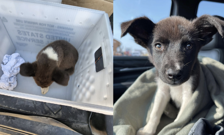 Stray Puppy Became "Priority" After The Mail Carrier Saved It