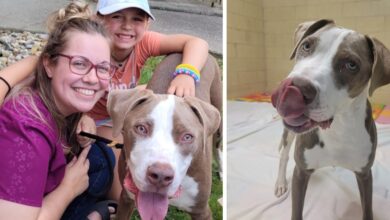 The dog that fell at the rescue was deaf and couldn't walk, now it has found a permanent family