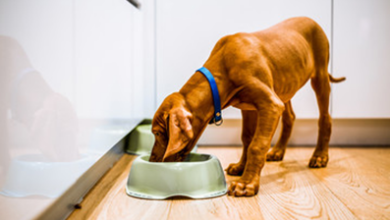 Why do pet parents switch to refrigerated dog food?