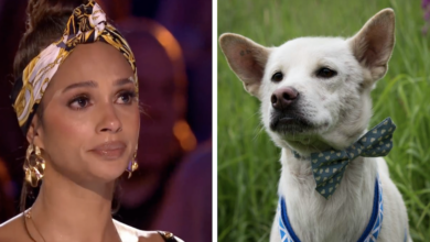 Britain's Got Talent rescue dog brings judges to tears
