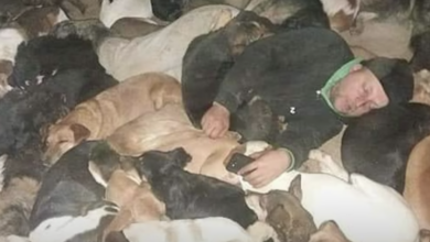 Man sleeps with 600 rescue dogs to keep them warm at night