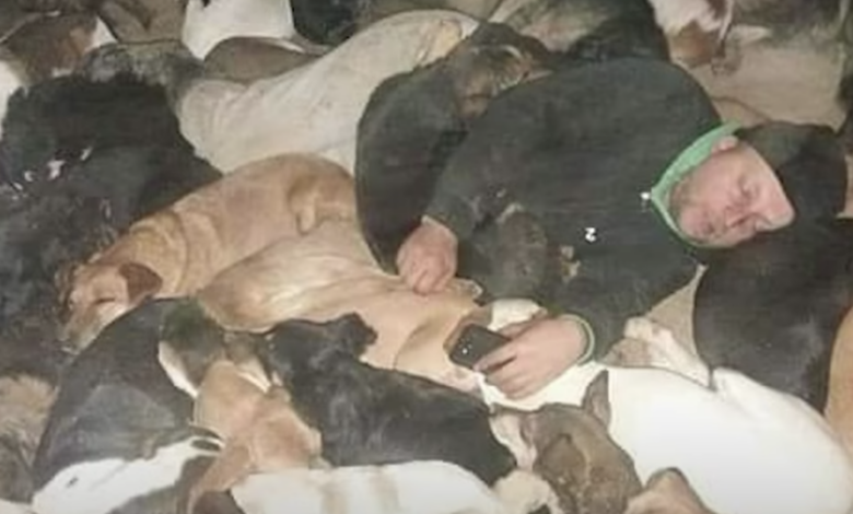 Man sleeps with 600 rescue dogs to keep them warm at night