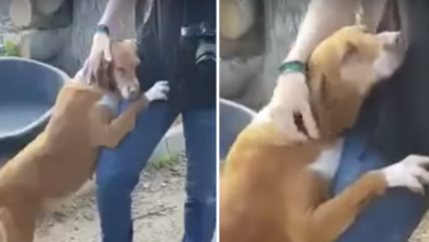 Rescue dog hugs a news reporter until he adopts her