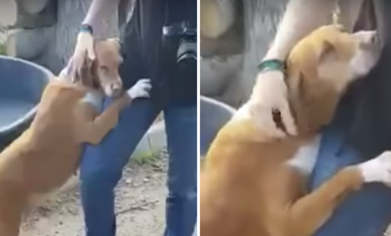 Rescue dog hugs a news reporter until he adopts her
