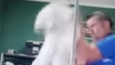 Dog sitter arranged after horror video shows him abusing Poodle
