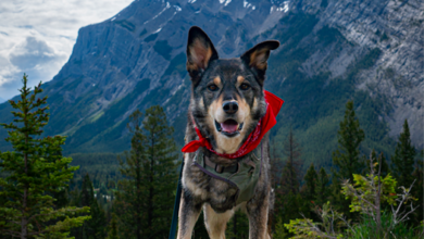 Smiling dog in a red bandana with snow dappled mountain in the background in Banff National Park, AB