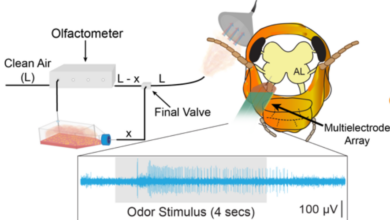 Schematic diagram illustrating the principle of chemical detection using live insect brain and sensory antennae. Image credit: doi: https://doi.org/10.1101/2022.05.24.493311