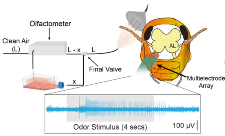 Schematic diagram illustrating the principle of chemical detection using live insect brain and sensory antennae. Image credit: doi: https://doi.org/10.1101/2022.05.24.493311