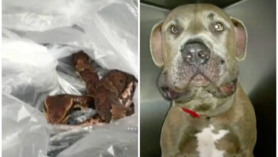 Family dogs almost sacrificed their lives to protect 2 toddlers from venomous snakes