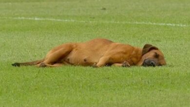 Game delayed by sleepy dog ​​after deciding Softball field is the perfect place to snooze