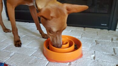 What are slow dog feeding bowls and how to use them - Dogster
