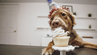 Five countries with the most spoiled dogs in the country!