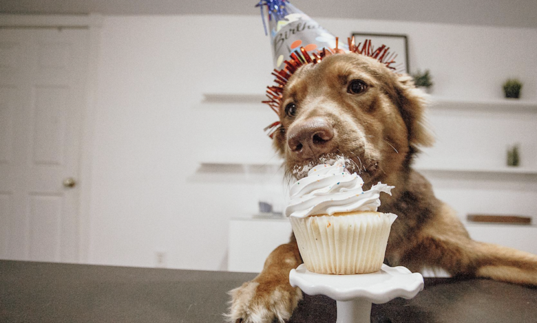 Five countries with the most spoiled dogs in the country!
